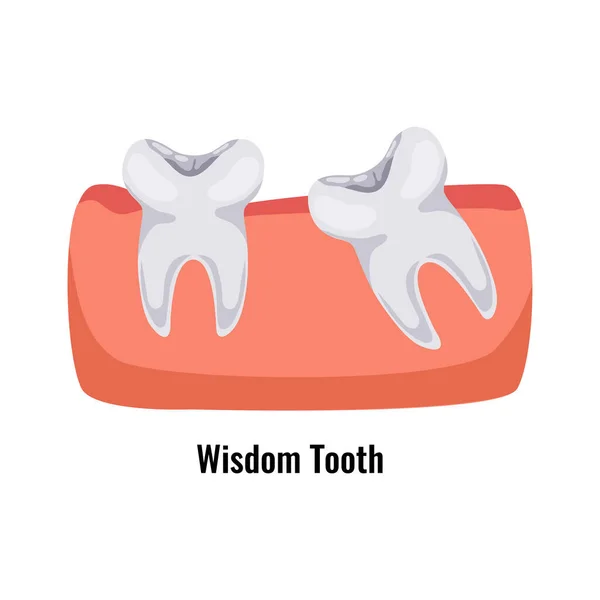 Wisdom Tooth Poster — Vetor de Stock