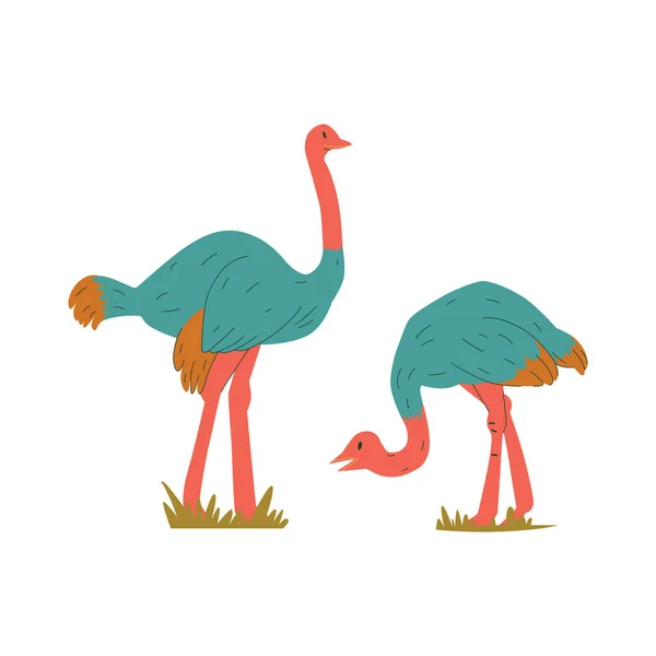 Flat Ostriches Illustration — Image vectorielle