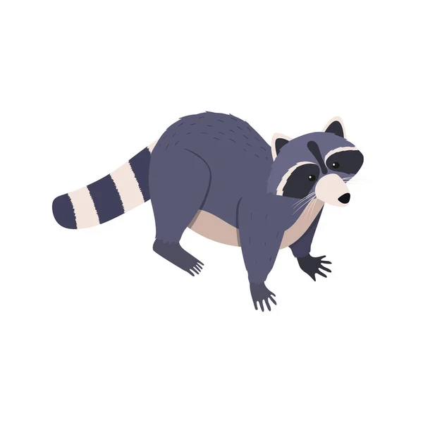 Racoon Isometric Illustration — Stock Vector