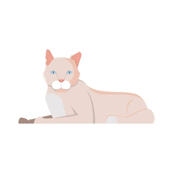 Katze flach Abbildung — Stockvektor