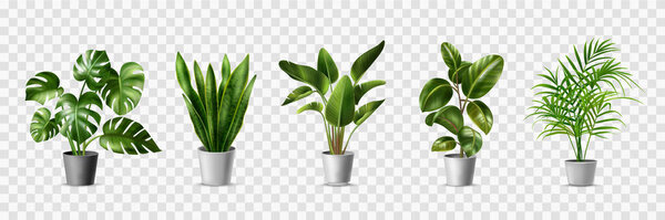 Realistic House Plants