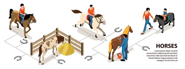 Indeling paardeninfographics — Stockvector