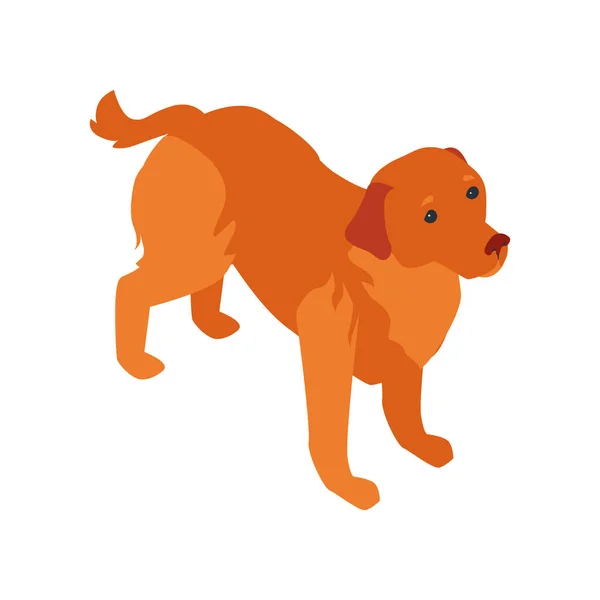 Golden Retriever Hondensamenstelling — Stockvector