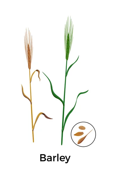 Komposisi Cereal Plants Barley - Stok Vektor