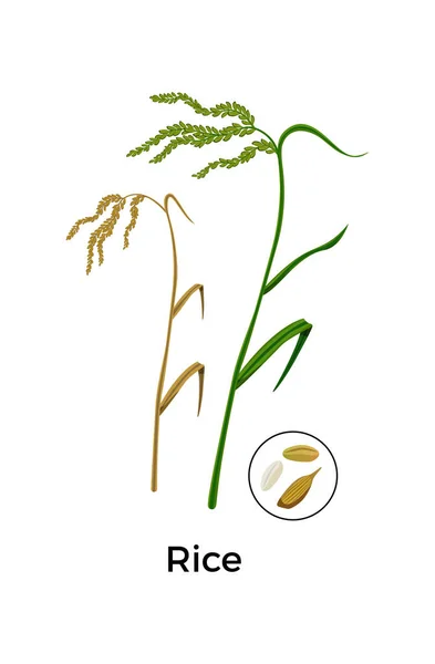 Φυτά δημητριακών Σύνθεση ρυζιού — Διανυσματικό Αρχείο