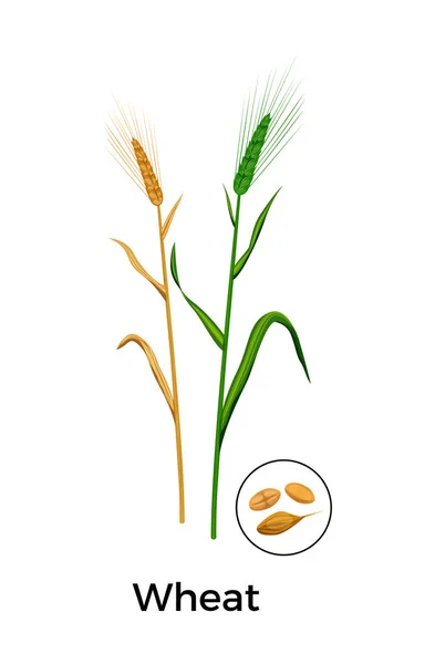 Plantas de cereales Composición de trigo — Archivo Imágenes Vectoriales