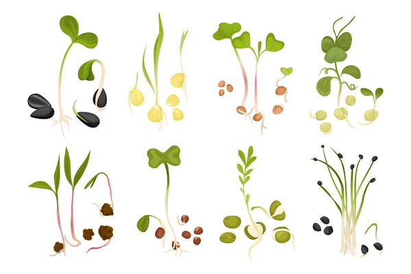 ชุดไอคอนเมล็ดพันธุ์การเจริญเติบโตของ Microgreen — ภาพเวกเตอร์สต็อก