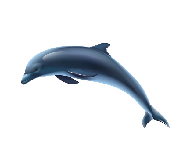 Realistická ilustrace delfínů — Stockový vektor