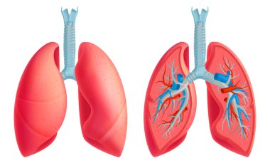 İnsan Akciğer Anatomisi Seti