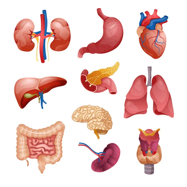 Human Organs Icon Set — Stock Vector