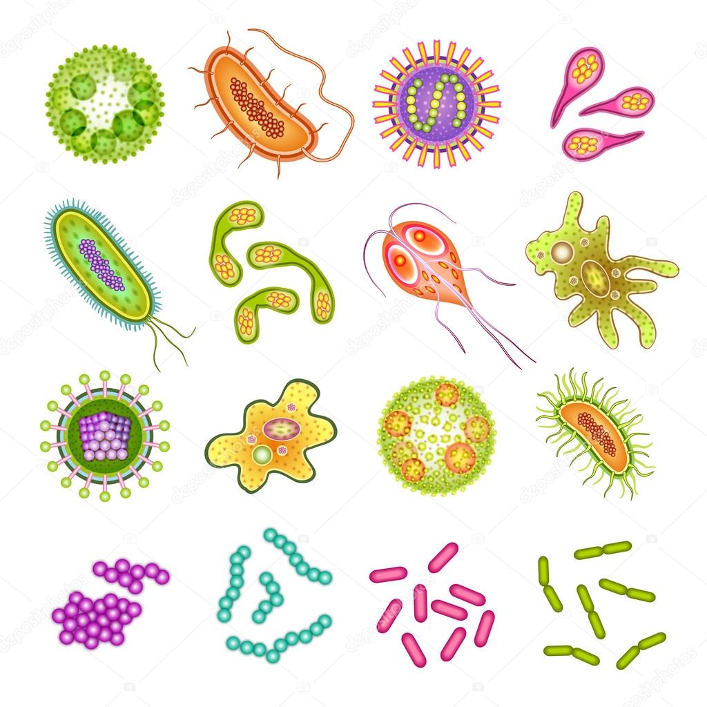 Bacteria and virus cells