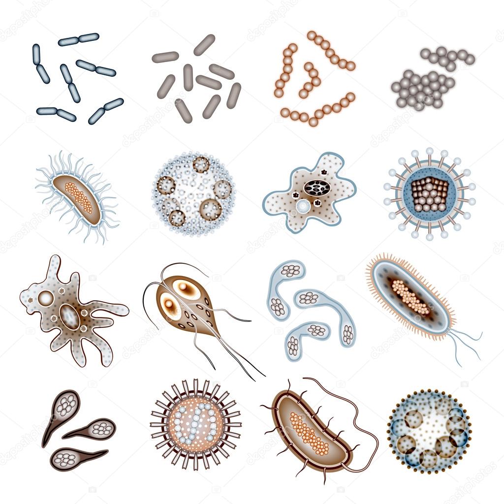 Bacteria and Virus Cells