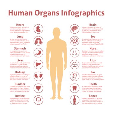 insan Infographic seti