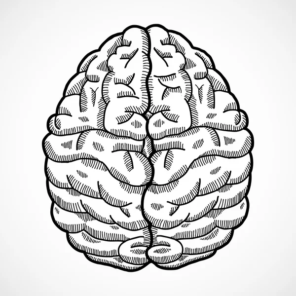 Skizze des menschlichen Gehirns — Stockvektor