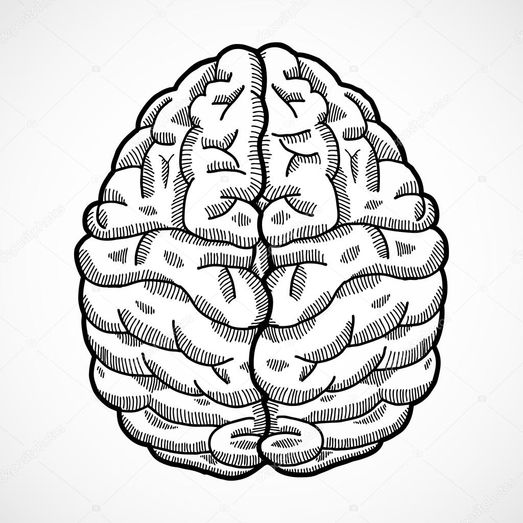 Human brain sketch