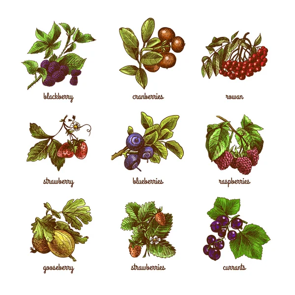 Sketch berries colored set — Stock Vector
