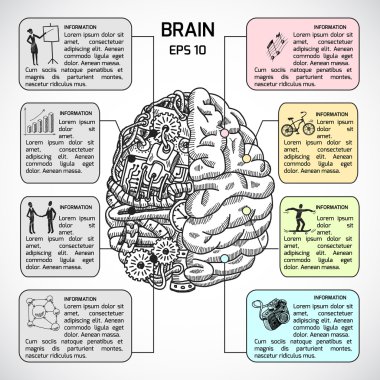 Brain hemispheres sketch infographic clipart