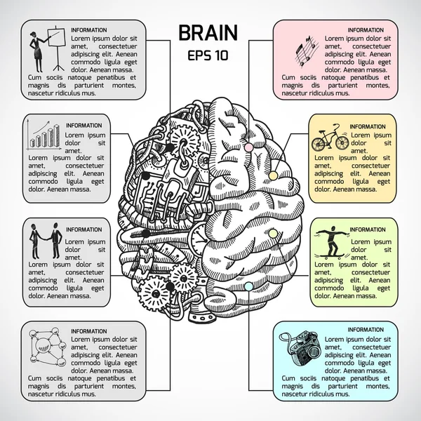 Hemisferios cerebrales bosquejo infografía — Vector de stock