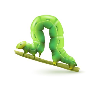 Caterpillar gerçekçi izole