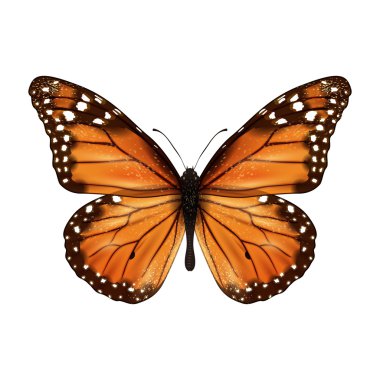 Kelebek gerçekçi izole