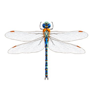 Dragonfly realistic isolated clipart