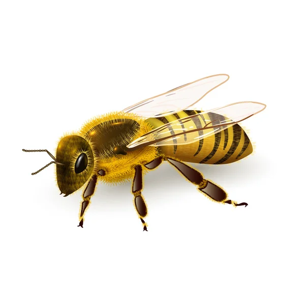 Wasp realistische geïsoleerd — Stockvector