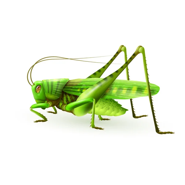 Grasshopper realista aislado — Vector de stock