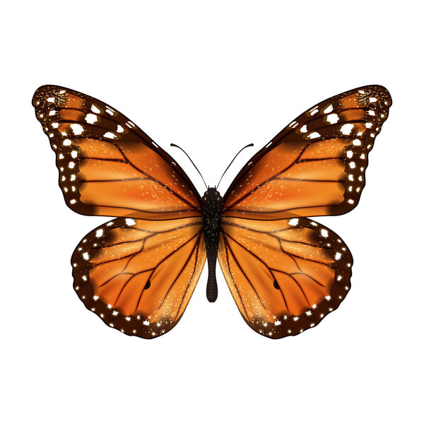 Бабочка реалистичная
