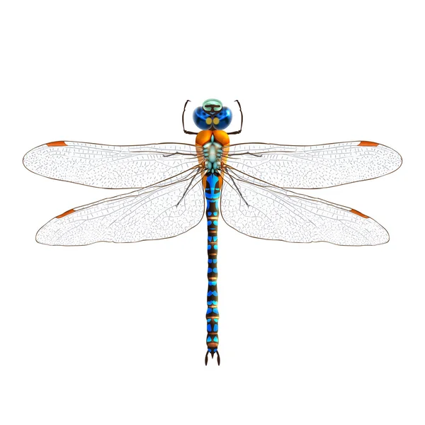 Dragonfly realistic isolated — Stock Vector