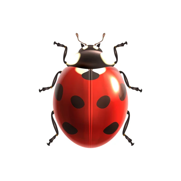 Coccinella realistica isolata — Vettoriale Stock