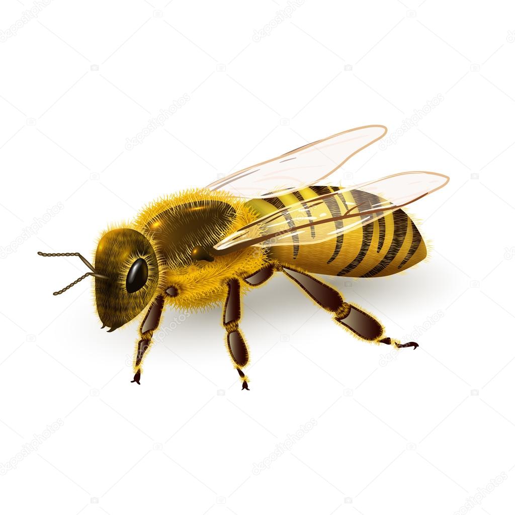 Wasp realistic isolated