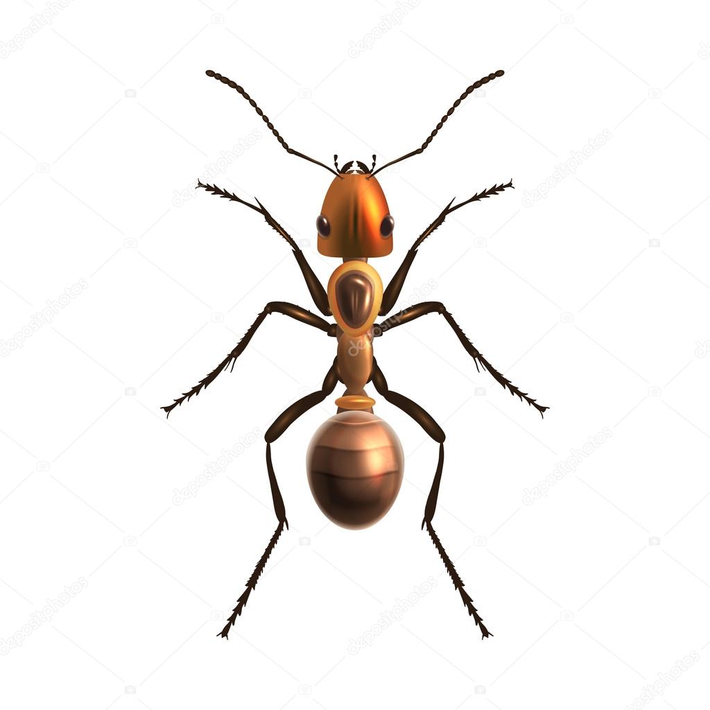 Realistic ant isolated