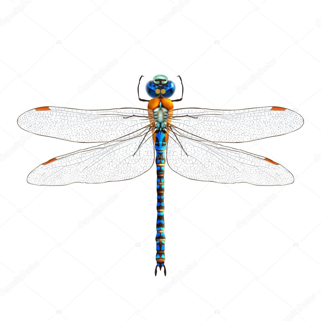Dragonfly realistic isolated