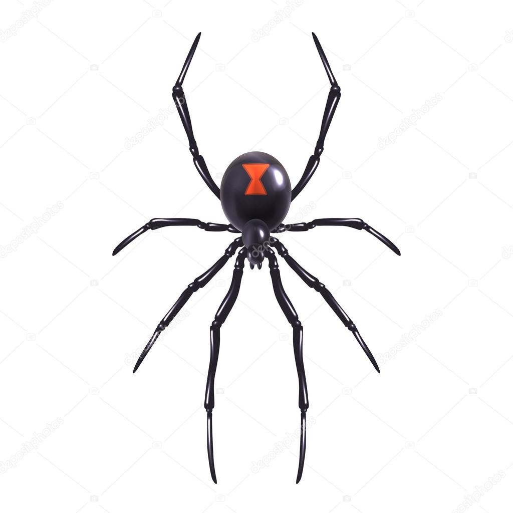 Realistic spider isolated