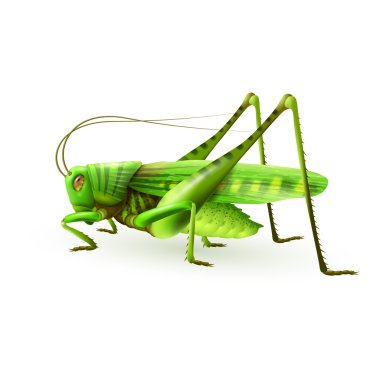 Grasshopper realistic isolated clipart