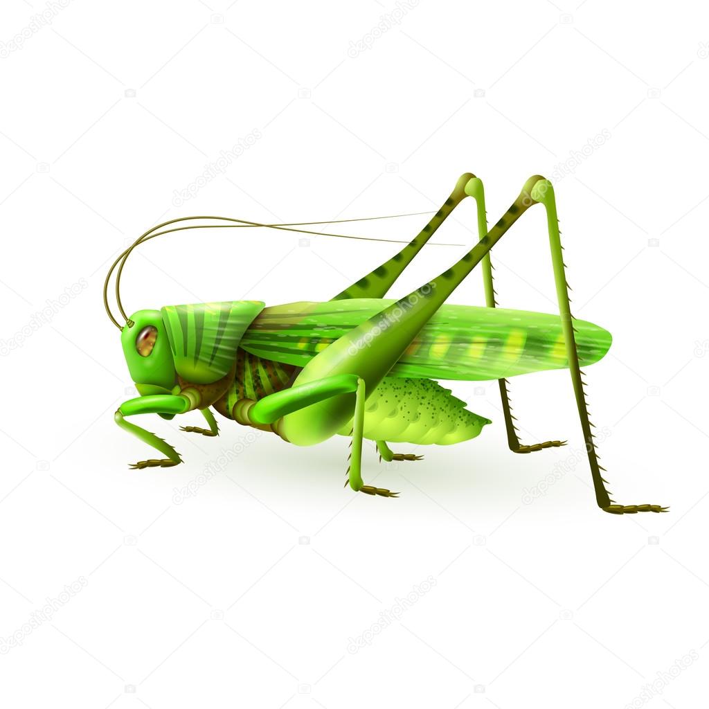 Grasshopper realistic isolated