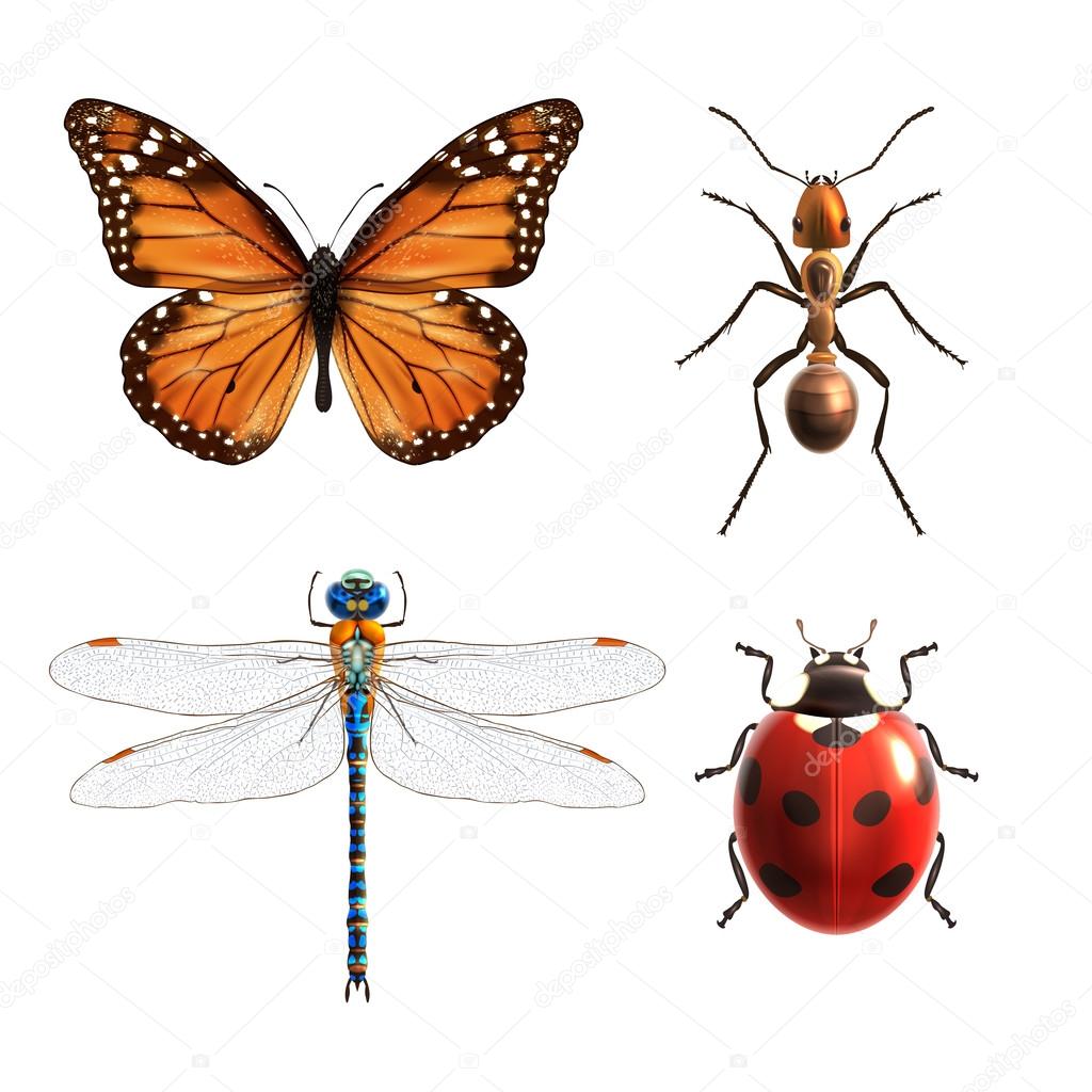 Insects Realistic Set Stock Vector Image By C Macrovector Insects Realistic Set Stock Vector Image By C Macrovector