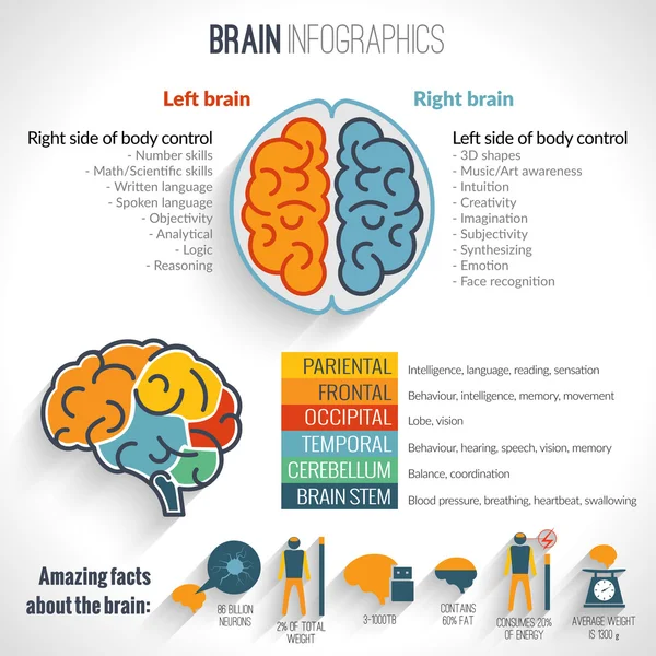 Conjunto de inforgaphics cerebrales — Archivo Imágenes Vectoriales