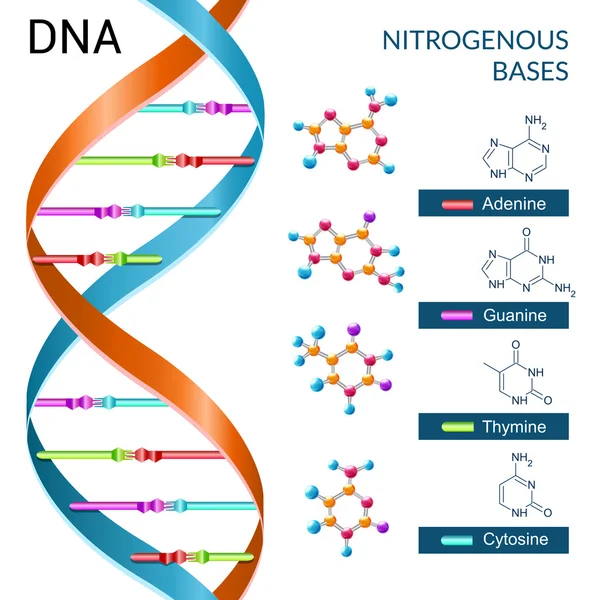 Poster de Bases de Dna — Vetor de Stock