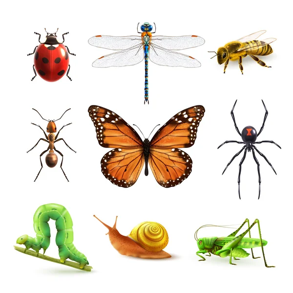 Ensemble réaliste d'insectes — Image vectorielle