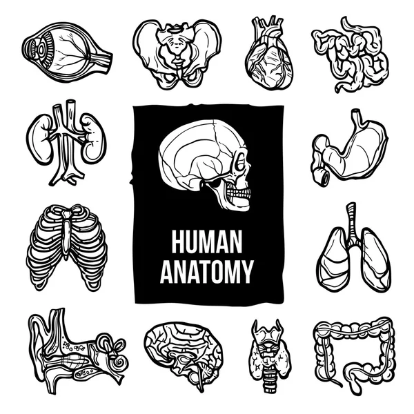 Conjunto de iconos de anatomía — Vector de stock