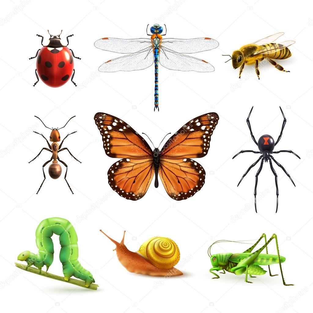 Insects realistic set