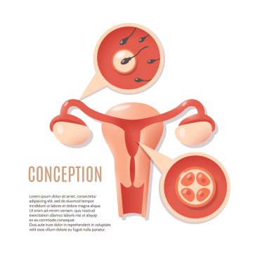 Pregnancy conception icon clipart