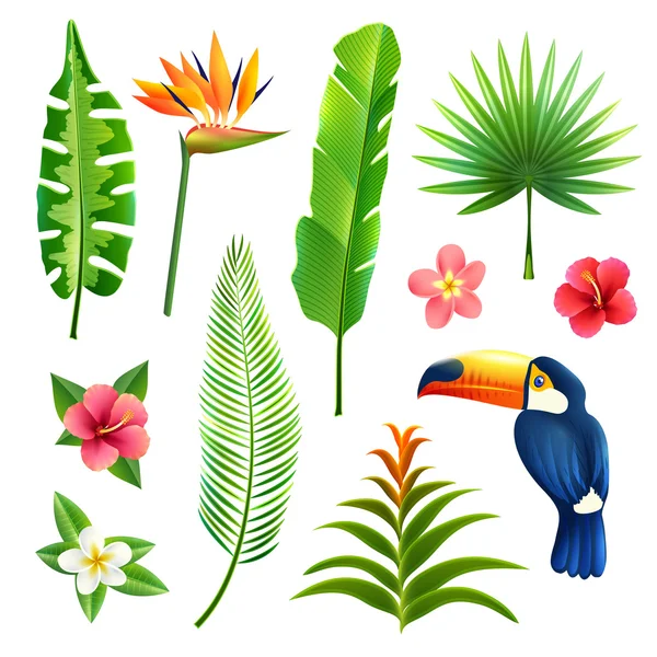 Conjunto de hojas tropicales — Vector de stock