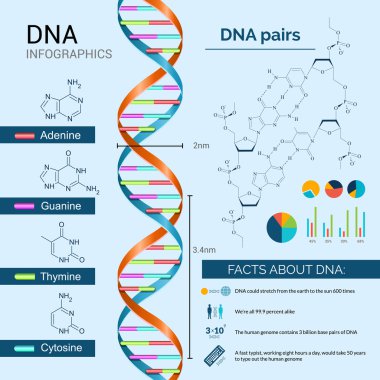 DNA Infographics Set