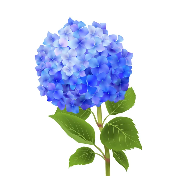 Blauwe Hydrangea geïsoleerd — Stockvector