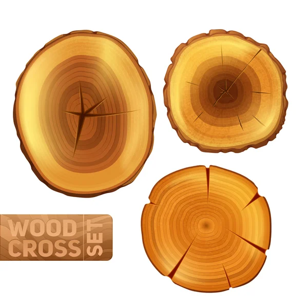 Wood Cross Section Set — Stock Vector