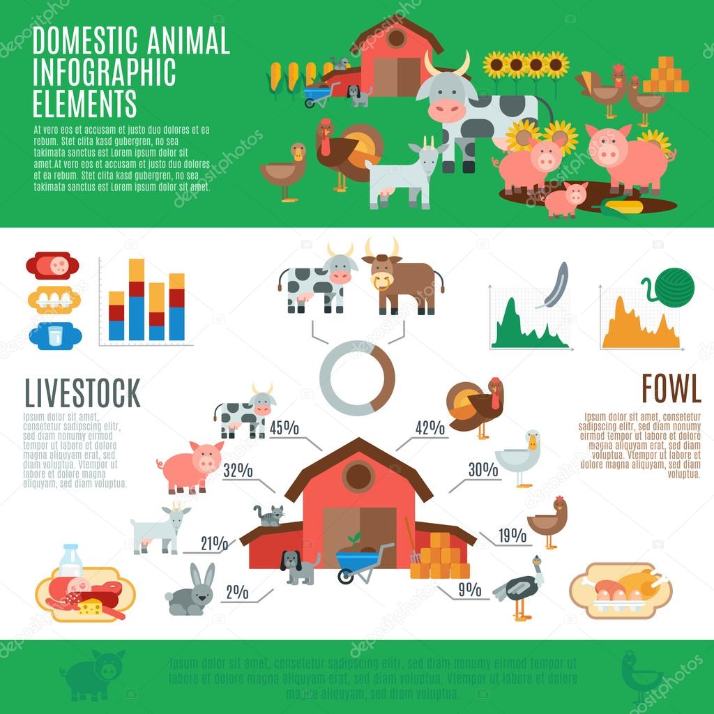 Domestic Animals Infographics
