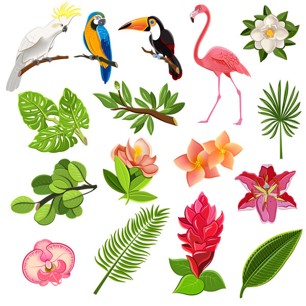 Набор пиктограмм тропических птиц и растений
