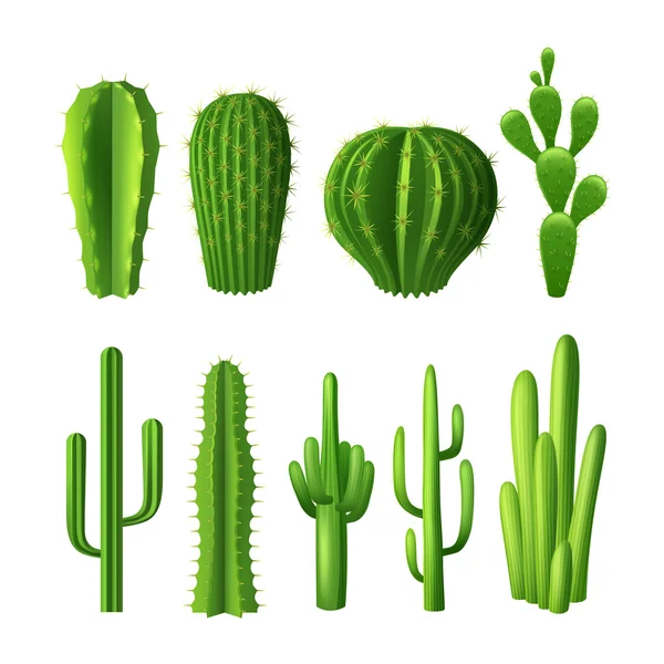 Set realista de cactus — Vector de stock